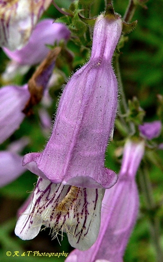 {Penstemon smallii}
